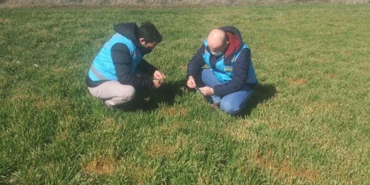 Çavdarhisar’da Arpa Ve Buğday Ekili Alanlar Kontrol Edildi