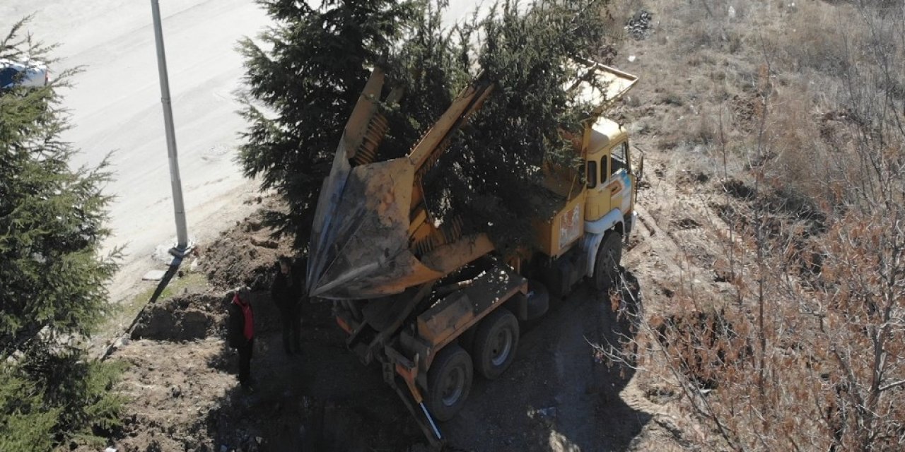 Pursaklar Belediyesi Sökülen Ağaçları Yeni Yerlerine Taşıyor