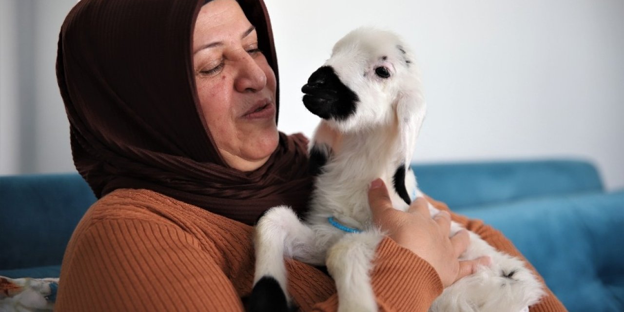 Sahiplendiği Kuzu, Hem Evinin Neşesi, Hem De Terapisi Oldu