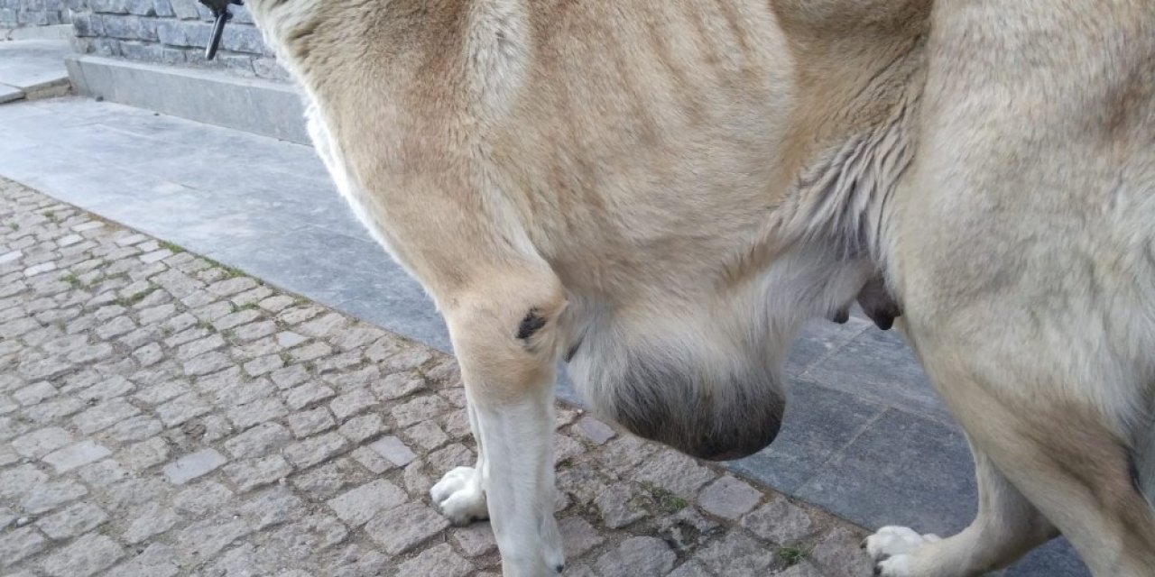 Hasta Köpeğe Büyükşehir Sahip Çıktı