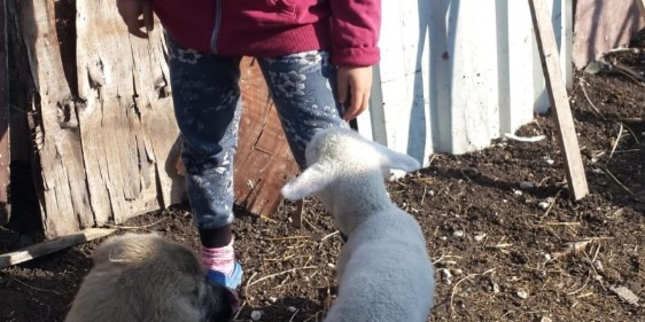 İ̇mam Yaralı Köpeğe Sahip Çıktı
