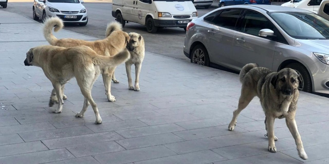 Erzincan’da Sokak Köpekleri Tehlike Saçıyor