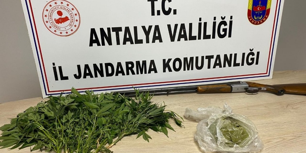 Domates Serasında Toz Esrar Ve Kenevir Bitkisi Ele Geçirildi