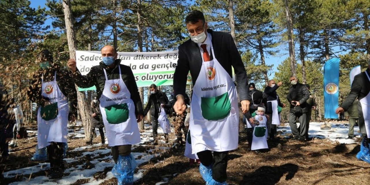 Karaçam Tohumları Toprakla Buluştu