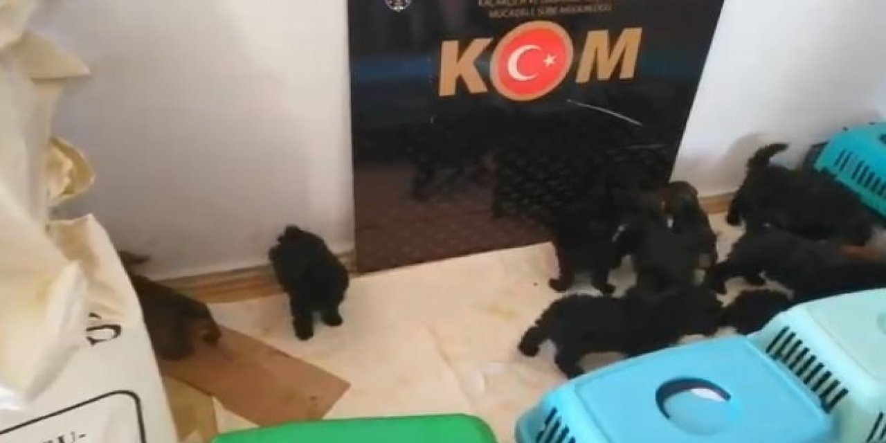 Şüpheli Araçtan Çıkanlar Şoke Etti: Yurtdışından Getirdikleri 13 Köpek Yavrusu Koruma Altına Alındı