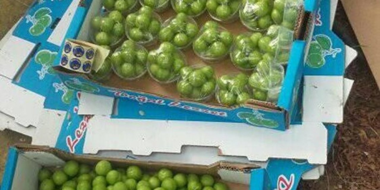 Mersin’de Erik Hasadı Başladı