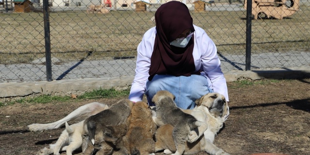 Annesiz Kalan 7 Yavru Köpeği Başka Bir Anne Köpek Sahiplendi