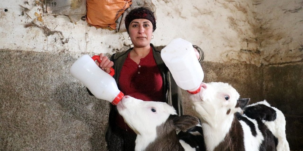 Aldığı İki İnek Geçim Kapısına Dönüştü