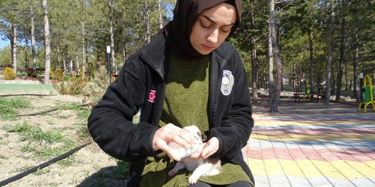 Annesiz Yavru Köpeklere Belediye Sahip Çıktı