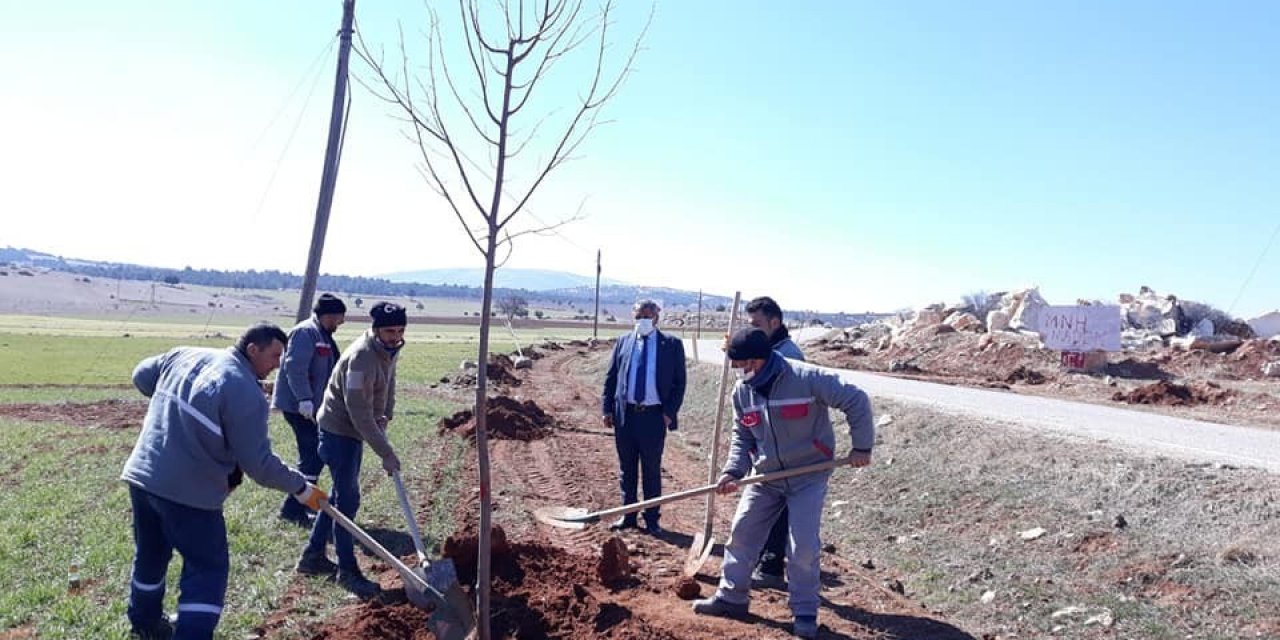 Altıntaş-gediz Yolunda Ağaçlandırma Çalışmaları
