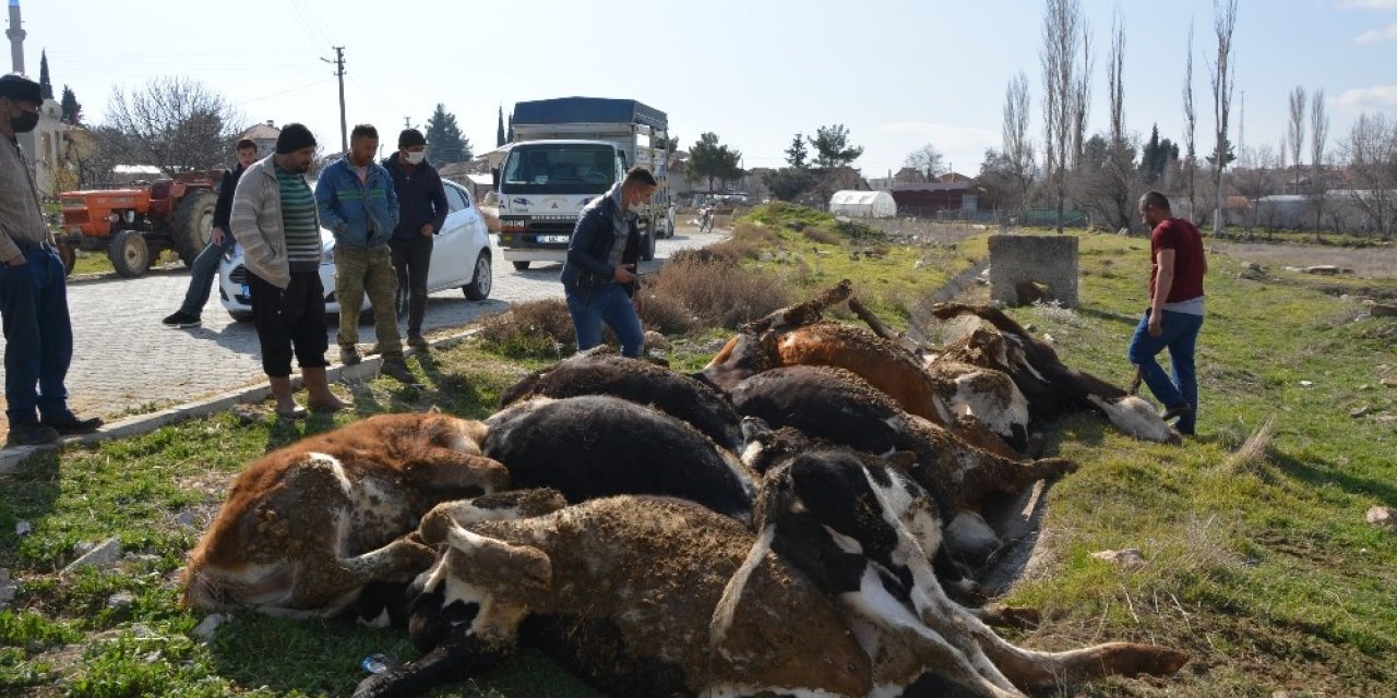 Elektrik Akımına Kapılan 9 Büyükbaş Hayvan Telef Oldu
