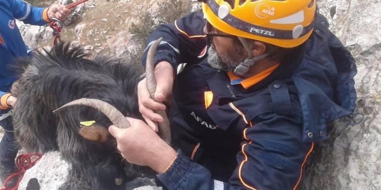 Kayalıklarda Mahsur Kalan Keçiyi Afad Ekipleri Kurtardı