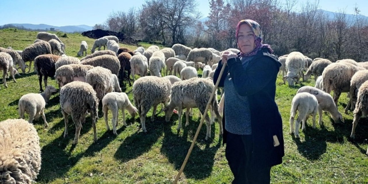 Yalova’nın Kadın Çobanı 170 Hayvanlık Sürüye Bakıyor