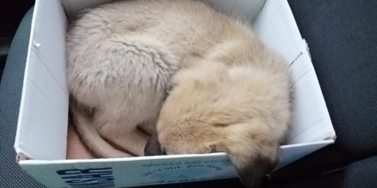 Hırpalanan Yavru Köpeğe Zabıta Şefkati