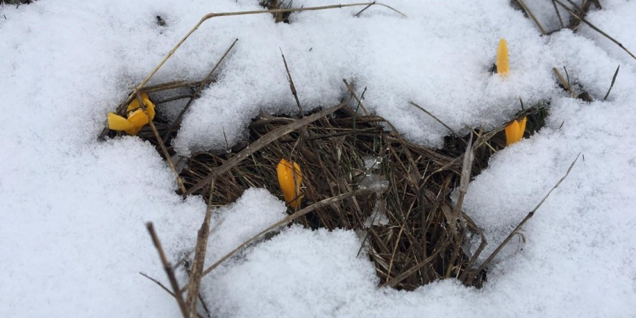 Zirvede Açan Çiğdemler Kar Altında Kaldı