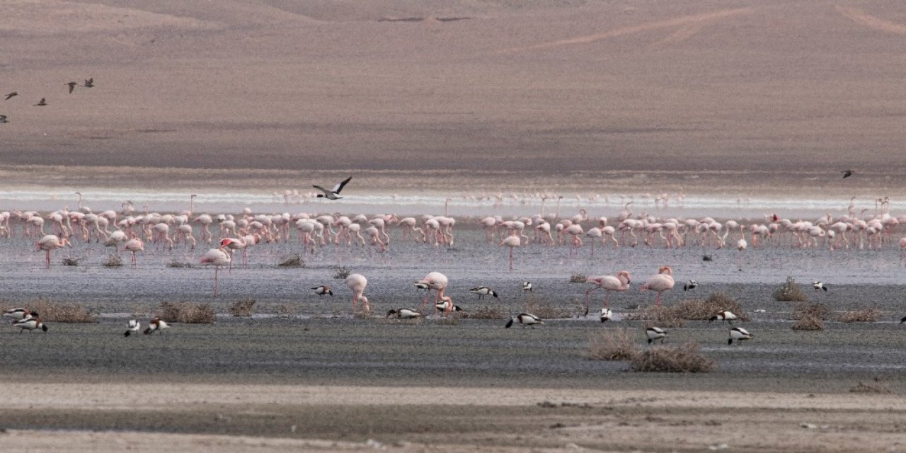 Düden Gölü’ndeki Flamingo Sayısı Düştü