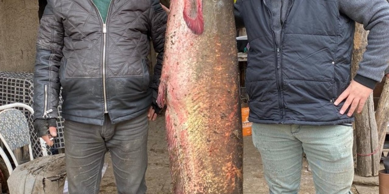 Balıkçıların Oltasına 2 Metre 20 Santimlik Yayın Balığı Takıldı