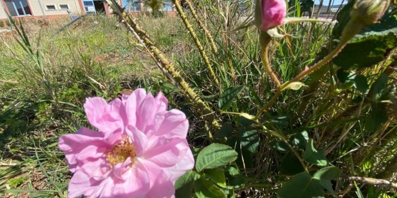 40 Gün Erken Açan Güller Üreticiyi Endişelendirdi