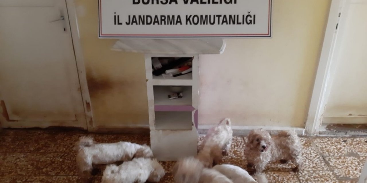 Bu Yavruları Jandarma Kurtardı