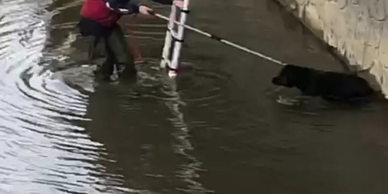Rize’de Dereye Düşen Köpeği İtfaiye Ekipleri Kurtardı