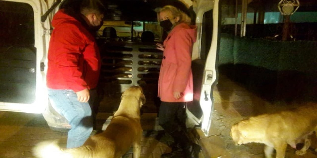 Sürekli Titreyen Köpek Tedavi İçin İ̇stanbul’a Götürüldü