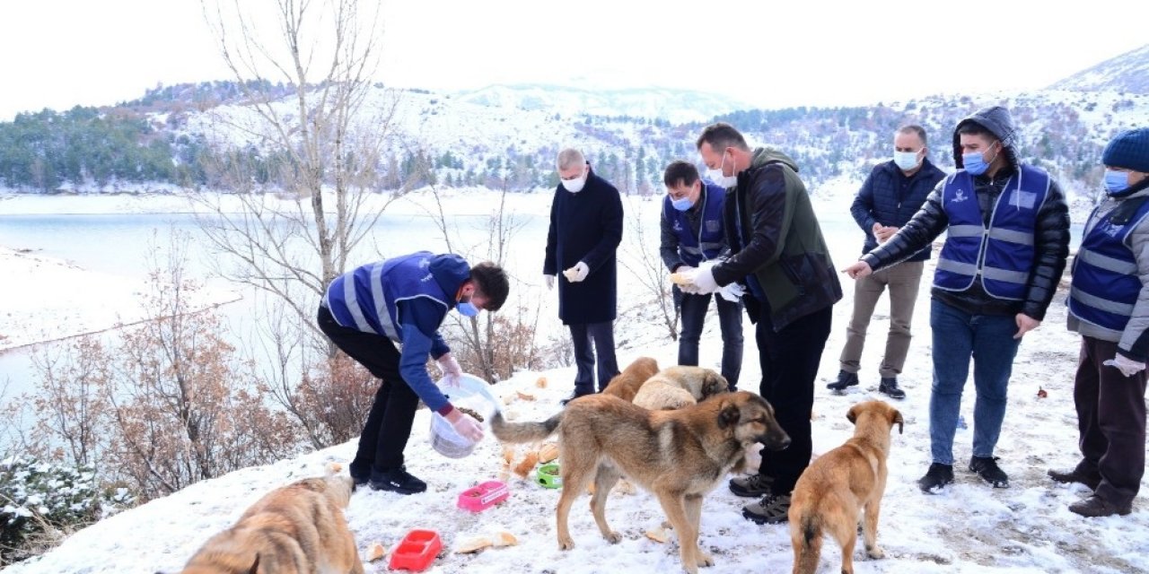 Kahramankazan’da Sokak Hayvanları İhmal Edilmiyor
