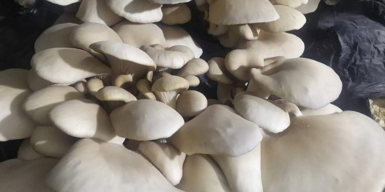 Kadınların Yetiştirdiği İstiridye Mantarları İlk Meyvelerini Verdi