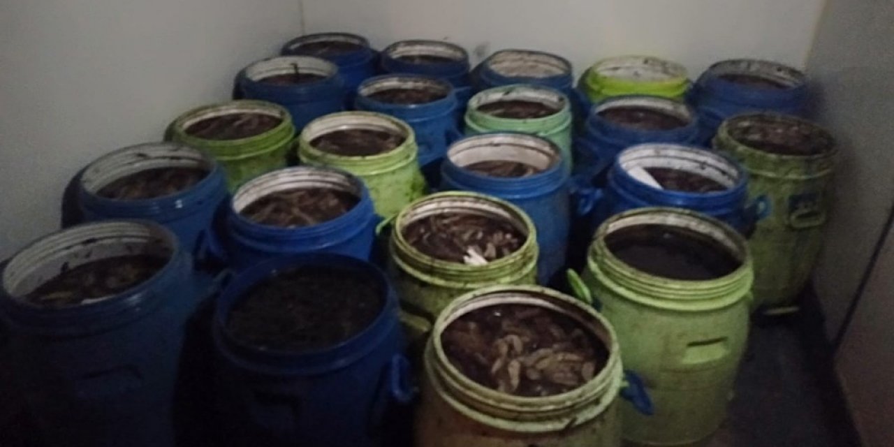 İ̇zmir’de 1 Ton Deniz Patlıcanı Ve 1 Ton Akivades Ele Geçirildi