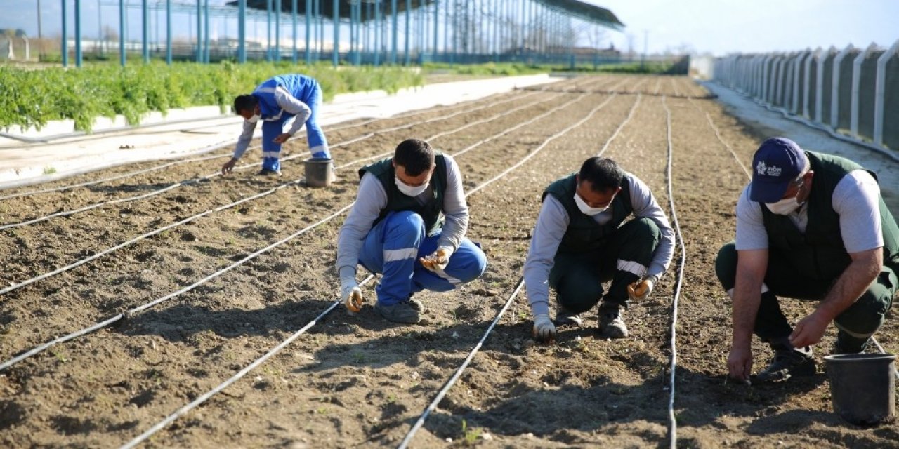 Taşköprü Sarımsağı Aydın Büyükşehir Belediyesi’nin ’aydın Çiftçi Merkezi’nde Hayat Buluyor