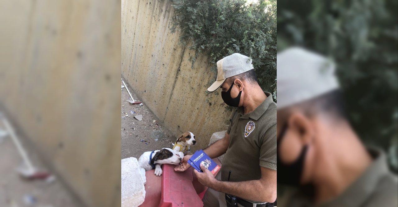 Pitbull sahiplerine 28 bin 686 lira para cezası