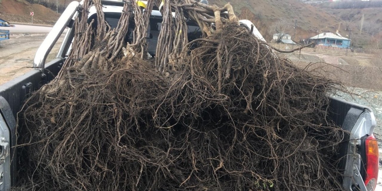 Şemdinli’de Çiftçilere 15 Bin Ceviz Fidanı Dağıtıldı