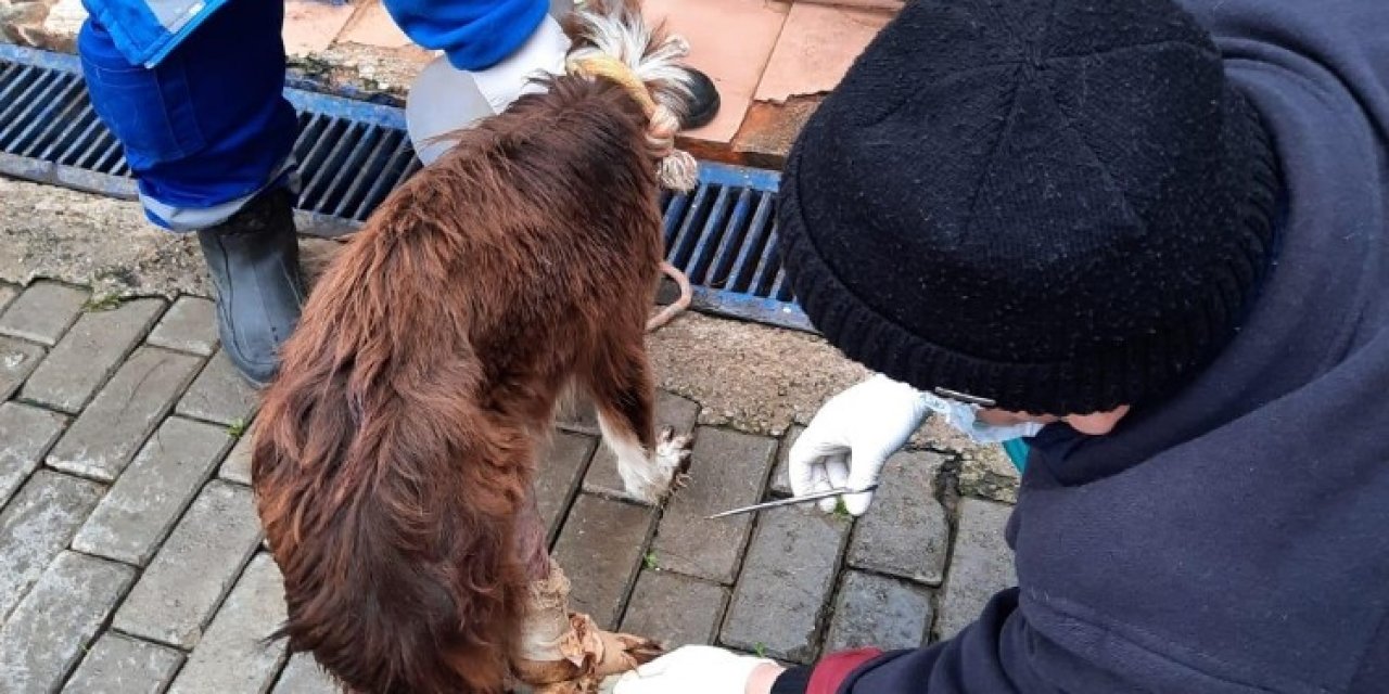 Muhtarın Dikkati, Yaralı Köpeği Kurtardı