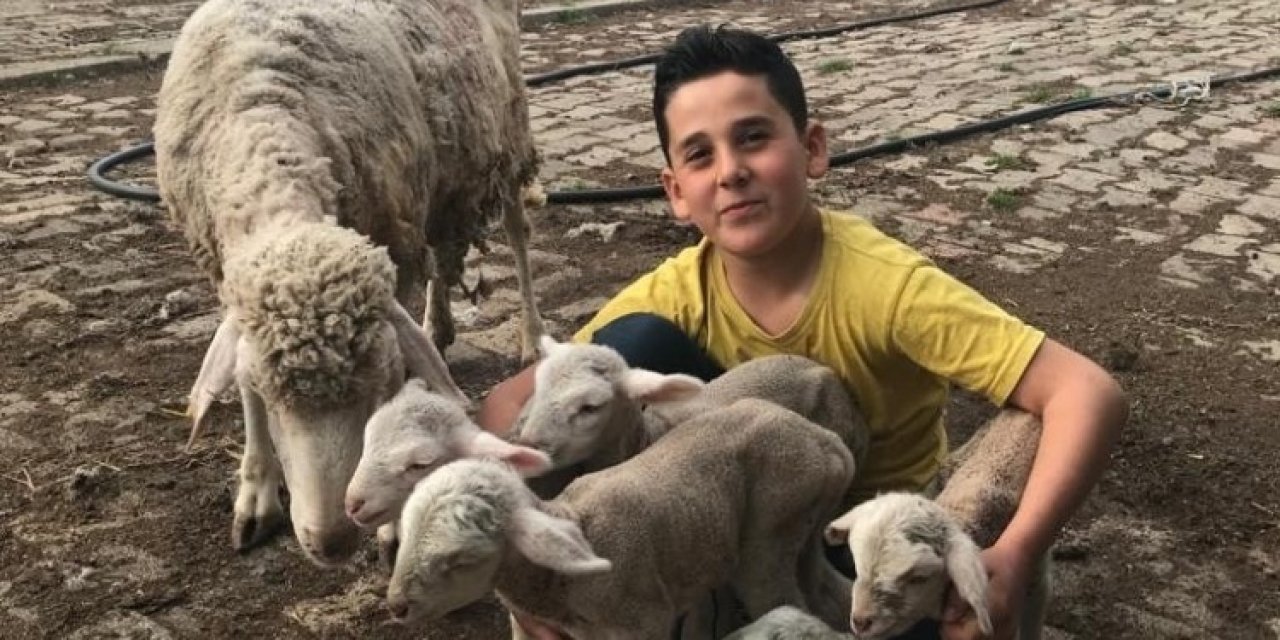 Koyun Tek Batında 6 Yavru Doğurdu