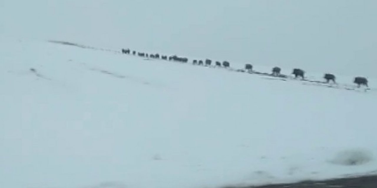 Onlarcası Bir Arada Görüntülendi, Görüntüler Hayrete Düşürdü