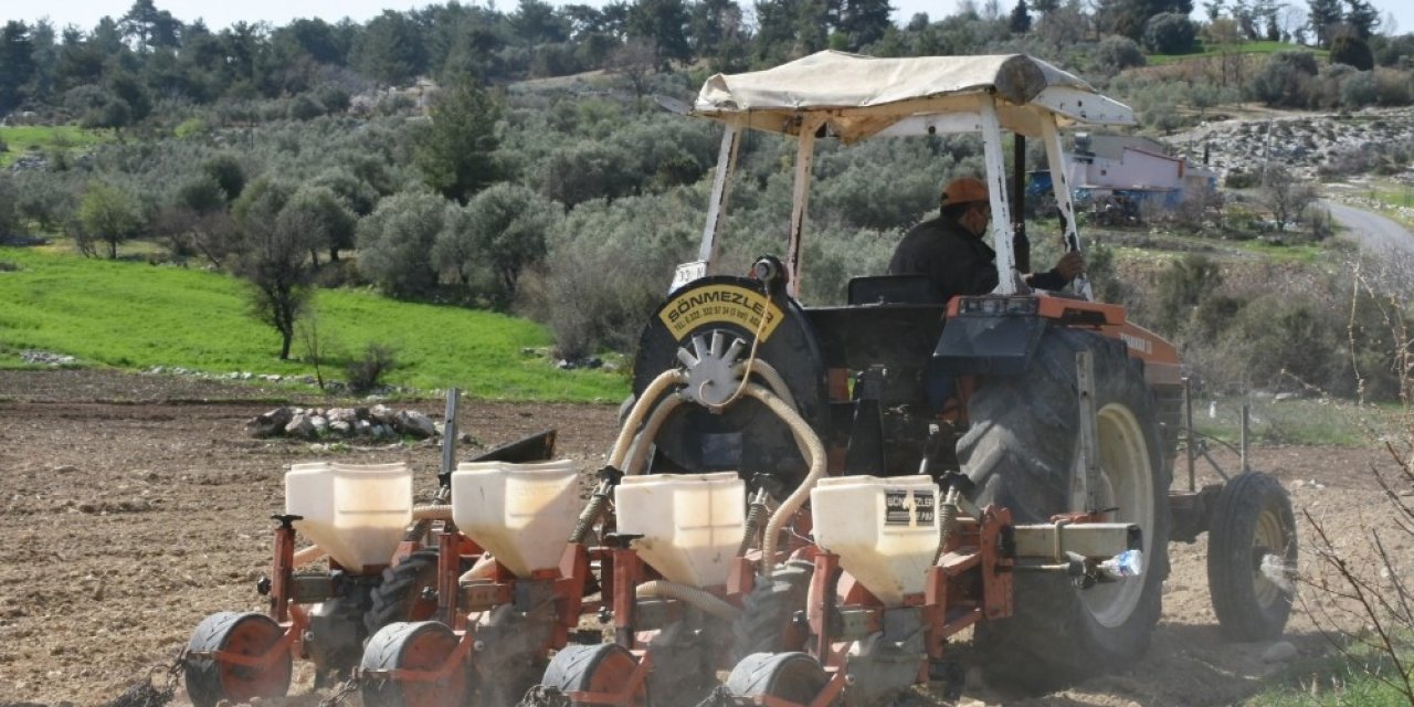 Tarsus Belediyesi, Yerli Ayçiçeği Tohumlarını Toprakla Buluşturdu