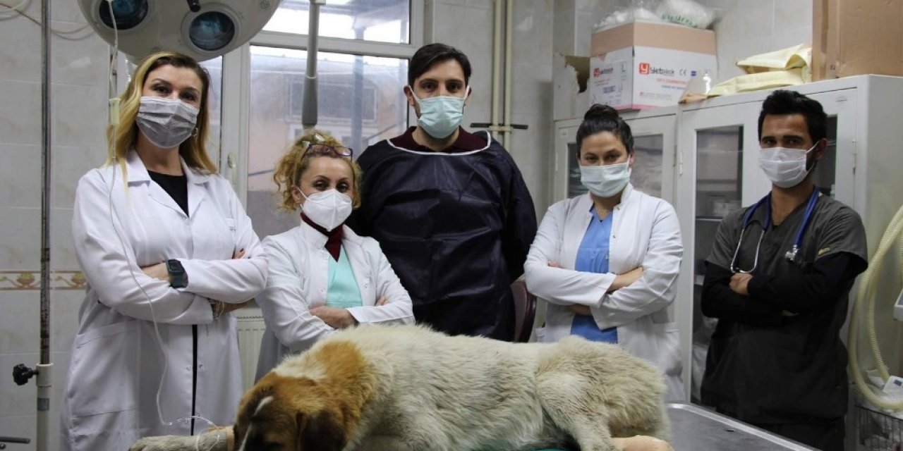 Canavarın Ezip Kaçtığı Köpeğe Belediye Şefkati
