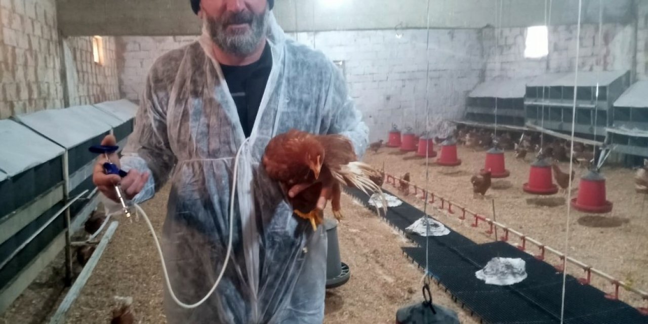 Yumurta Tavukçuluğuna İlgi Artıyor