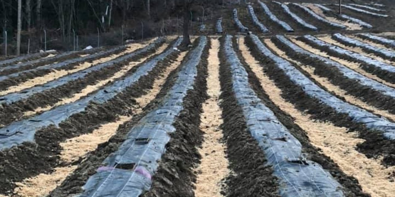 Sinop’un Yeni Gözdesi ’mavi Yemiş’