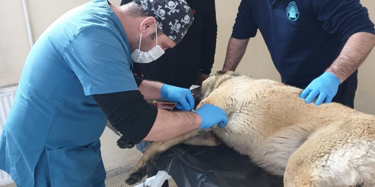 Kurt Saldırısına Uğrayan Çoban Köpeği Tedavi Altına Alındı