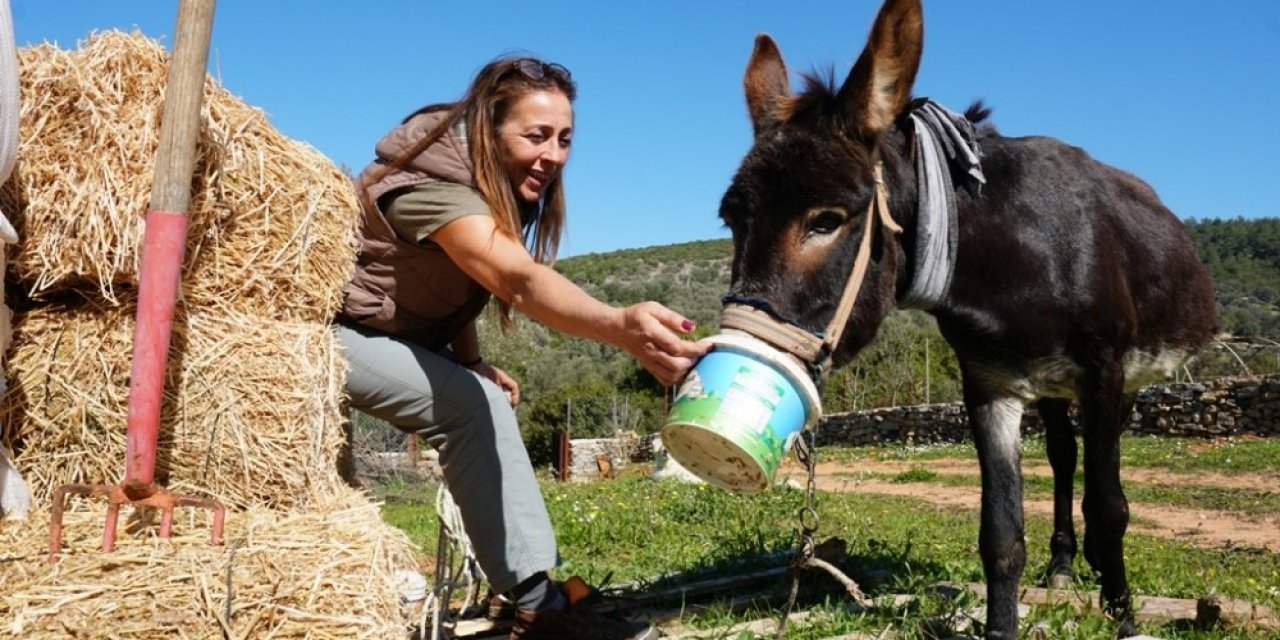 Tedavisi Tamamlanan Eşek, Yeni Yuvasına Kavuştu