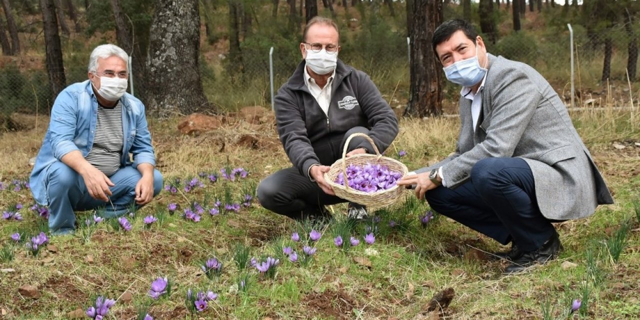 Barış Saylak; “muğla Endemik Bitki Zengini”