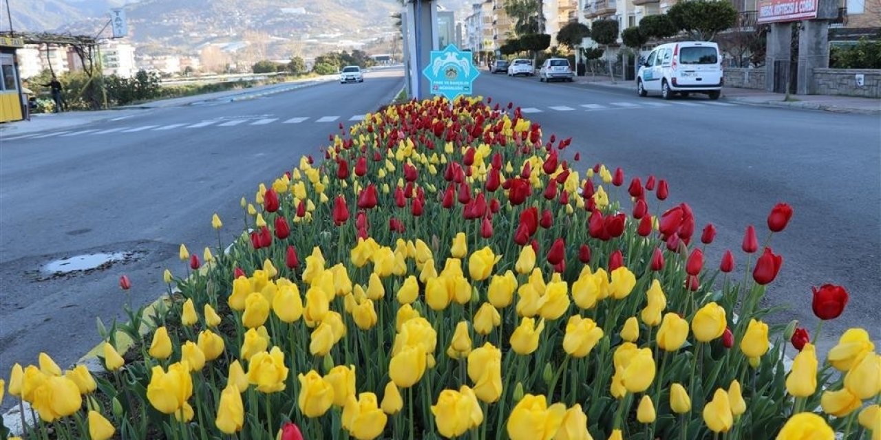 Alanya’da Baharın Müjdecisi Çiçekler Açtı