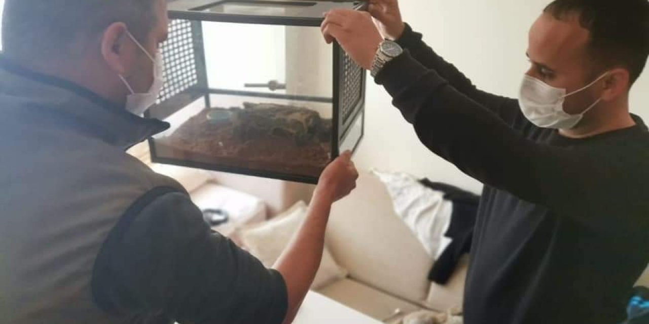 Aydın’da Bir Eve Düzenlenen Operasyonda Mısır Yılanı Ve Trantula Ele Geçirildi