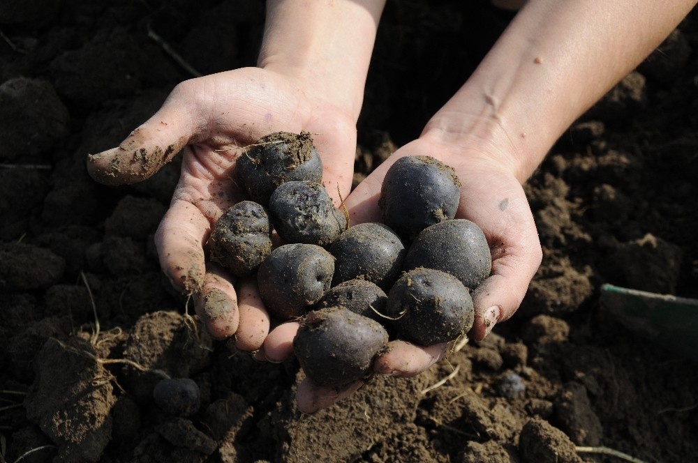 Türkiye’nin tek kadın mor patates üreticilerinin hasat sevinci