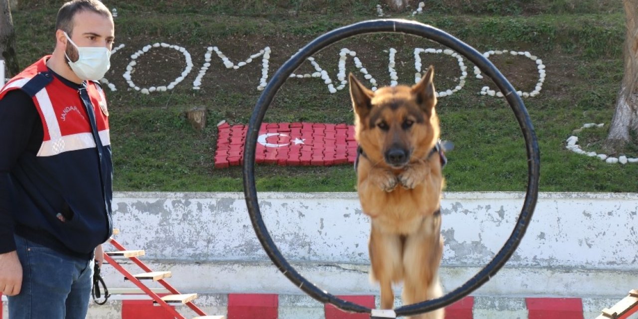Jandarmanın Süper Burunları "komando" Gibi Eğitiliyor