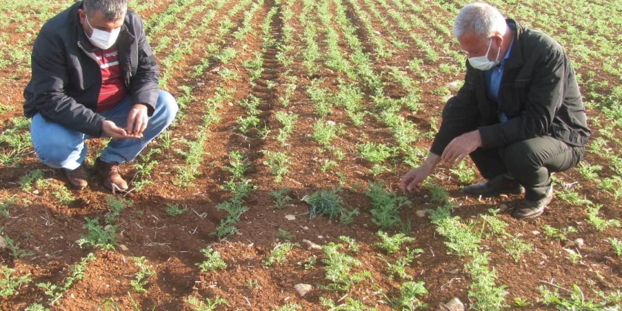 Zirai Don İle Şiddetli Rüzgar Araban’da Çiftçileri Korkuttu