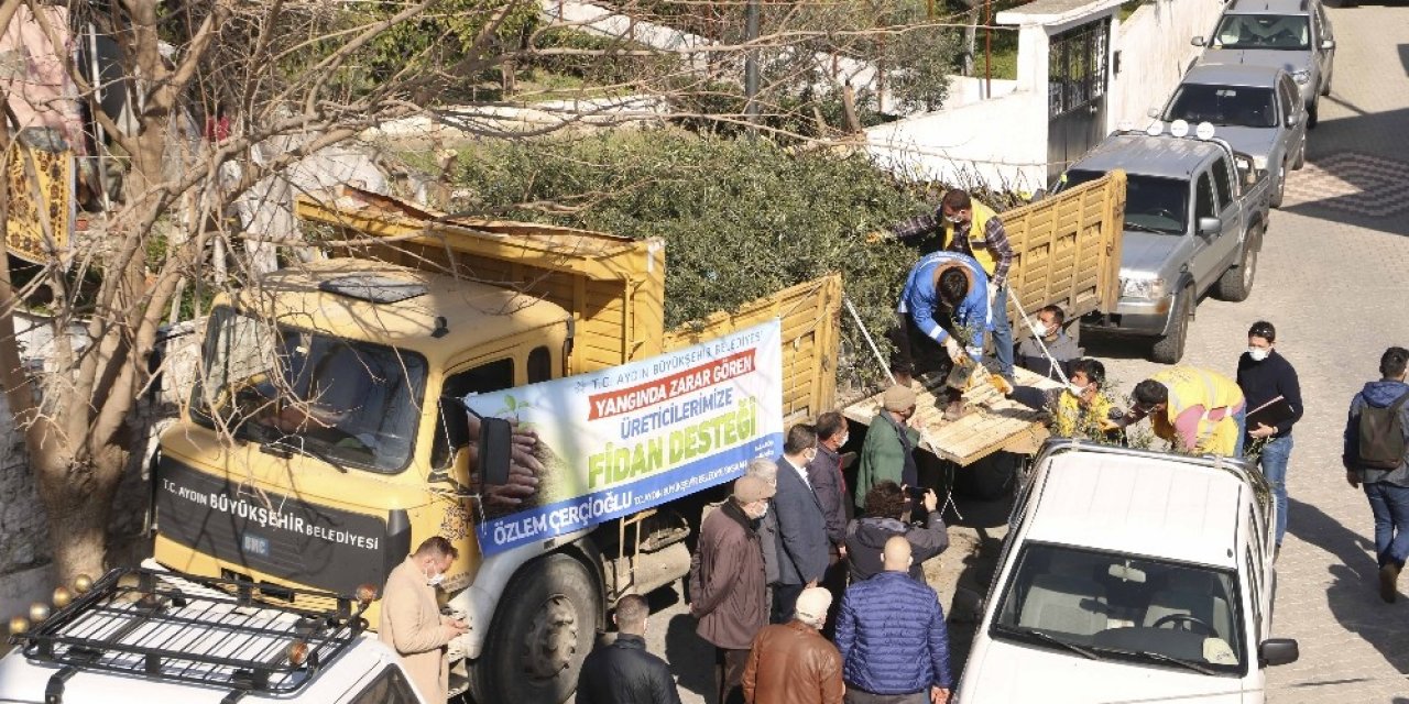 Büyükşehir’den Binlerce Zeytin Ve İncir Ağacı Desteği