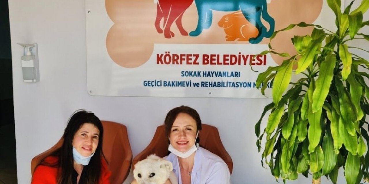 Körfez’de 55 Sokak Hayvanı Sahiplendirildi