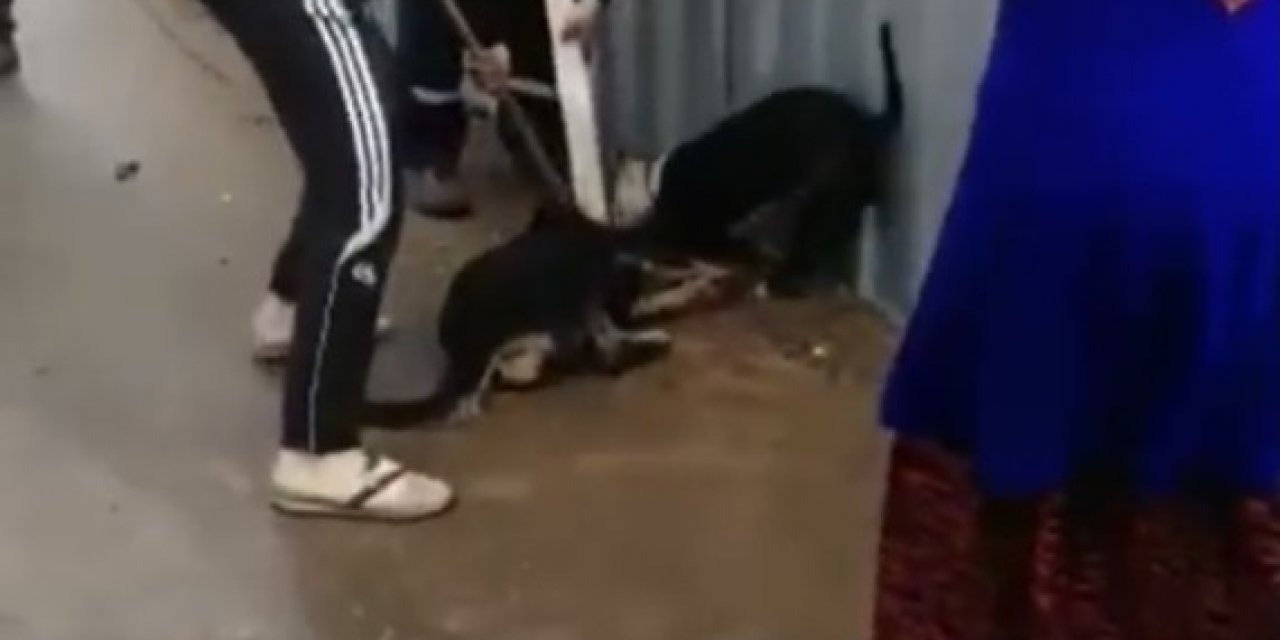 - Sultanbeyli’de Pitbull Dehşeti: Sokak Köpeği Güçlükle Kurtarıldı