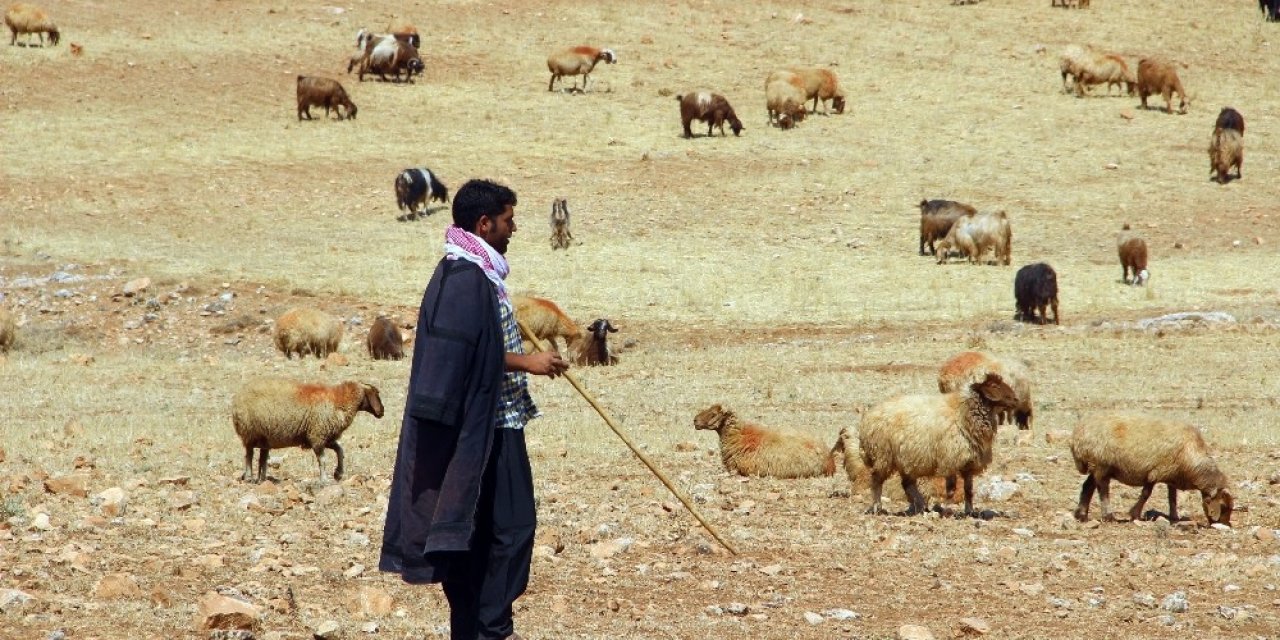 Valilik’ten Yayla Ve Mera Kullanımı Genelgesi